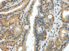 USP28 Antibody PACO20842