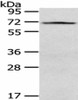 VGF Antibody PACO20852