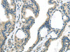 VGF Antibody PACO20853