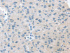 VPS4B Antibody PACO20863