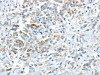 VWCE Antibody PACO20868
