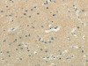 WASF3 Antibody PACO20871