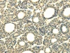 WDR45B Antibody PACO20876