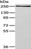 WNK1 Antibody PACO20883