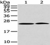 PDPN Antibody PACO20912