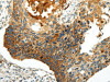 WNT8A Antibody PACO20919