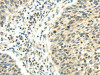 RHOU Antibody PACO20925