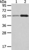 XKR3 Antibody PACO20935