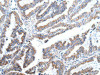 XKR4 Antibody PACO20940