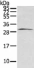 ZFAND2B Antibody PACO20946