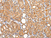 ZNF420 Antibody PACO20964