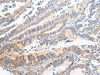 APLN Antibody PACO20971