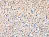 APLN Antibody PACO20971