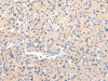 MUC7 Antibody PACO20977