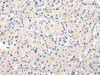 MUC7 Antibody PACO20978