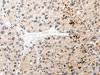 AQP11 Antibody PACO20988