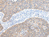 AXIN1 Antibody PACO20993