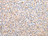 AXIN1 Antibody PACO20993