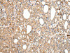 AXIN1 Antibody PACO20994