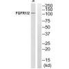 FGFR1/FGFR2 Ab-463 Antibody PACO21618