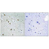 CDK2AP2 Antibody PACO21705
