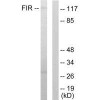 FARP2 Antibody PACO21707