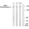 POLA1 Antibody PACO21724
