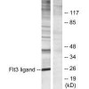 FLT3LG Antibody PACO21788