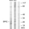 SPIC Antibody PACO21897