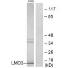 LMO3 Antibody PACO21903
