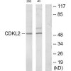 CDKL2 Antibody PACO21914