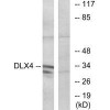 DLX4 Antibody PACO21918