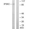 ITPKC Antibody PACO21928
