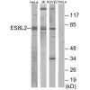 EPS8L2 Antibody PACO21955