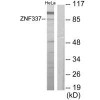 ZNF337 Antibody PACO21992