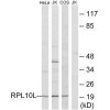 RPL10L Antibody PACO22097