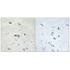 RPL39L Antibody PACO22105