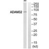 ADAM32 Antibody PACO22122