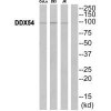 DDX54 Antibody PACO22179