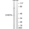 CHST8 Antibody PACO22229