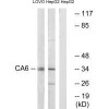 CA6 Antibody PACO22235