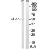 CPA5 Antibody PACO22237