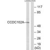 CCDC102A Antibody PACO22279