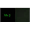 CSTL1 Antibody PACO22294