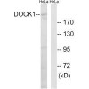 DOCK1 Antibody PACO22302