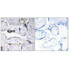 ELOVL3 Antibody PACO22324