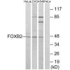 FOXB2 Antibody PACO22333