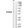 FOXD4 Antibody PACO22334
