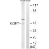 GDF7 Antibody PACO22355