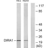 DIRAS1 Antibody PACO22360